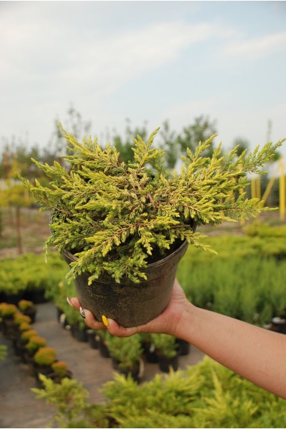 Ялівець звичайний Голдшатц - 3л/вис.5-10см/Ø15-20см